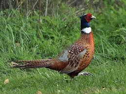 ringneck pheasant
