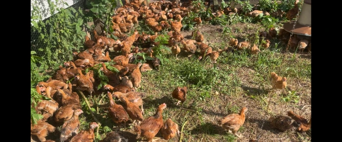Chickens in steadfast pasture