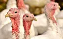 Turkey 5.webp