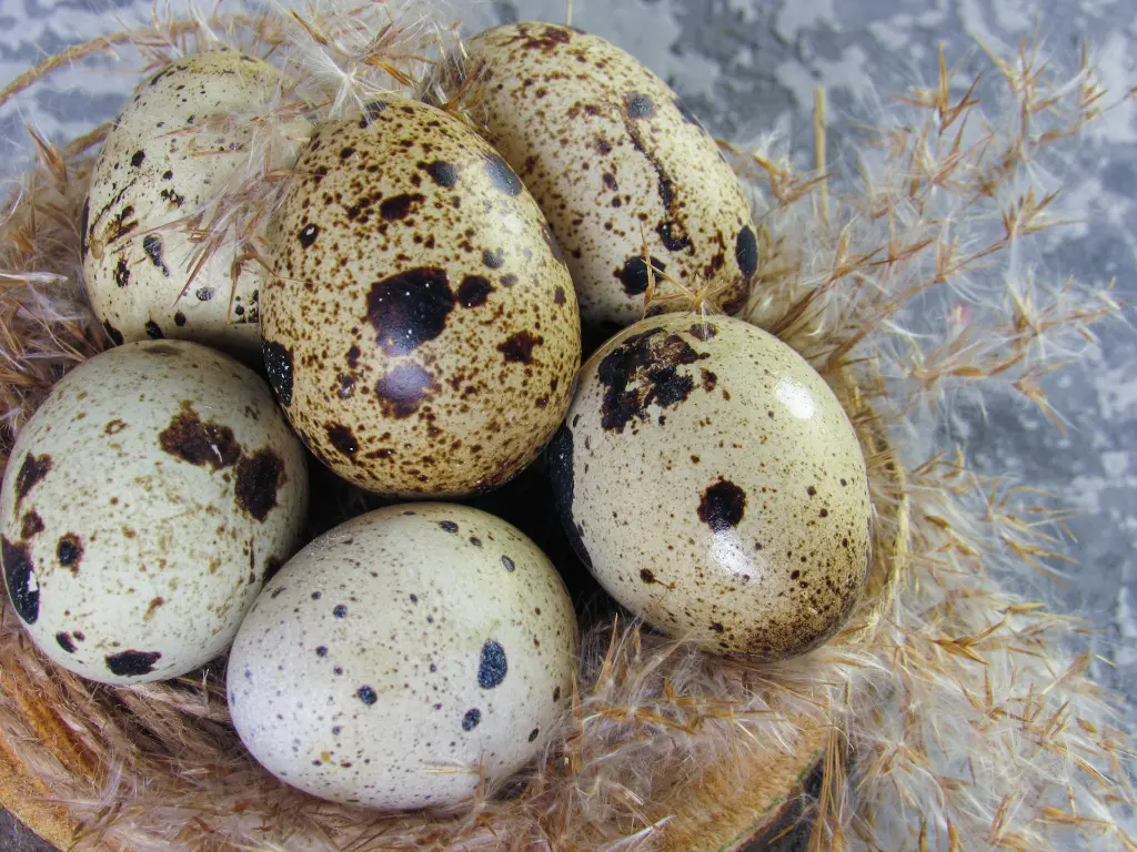 unsplash_uuPIhzNFXcU_quail eggs.webp