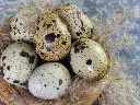 unsplash_uuPIhzNFXcU_quail eggs.webp