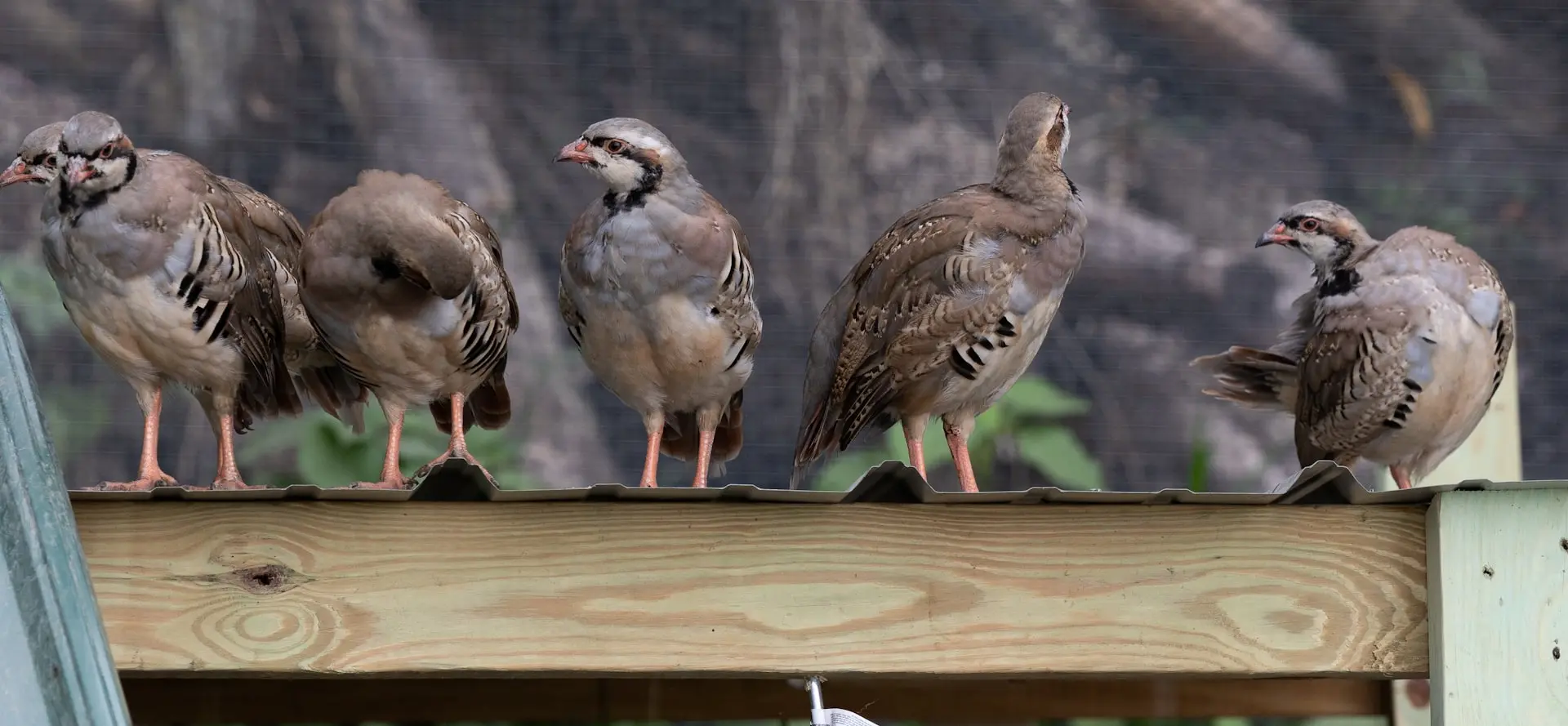unsplash_kLXRaf-5psg_chukar.webp