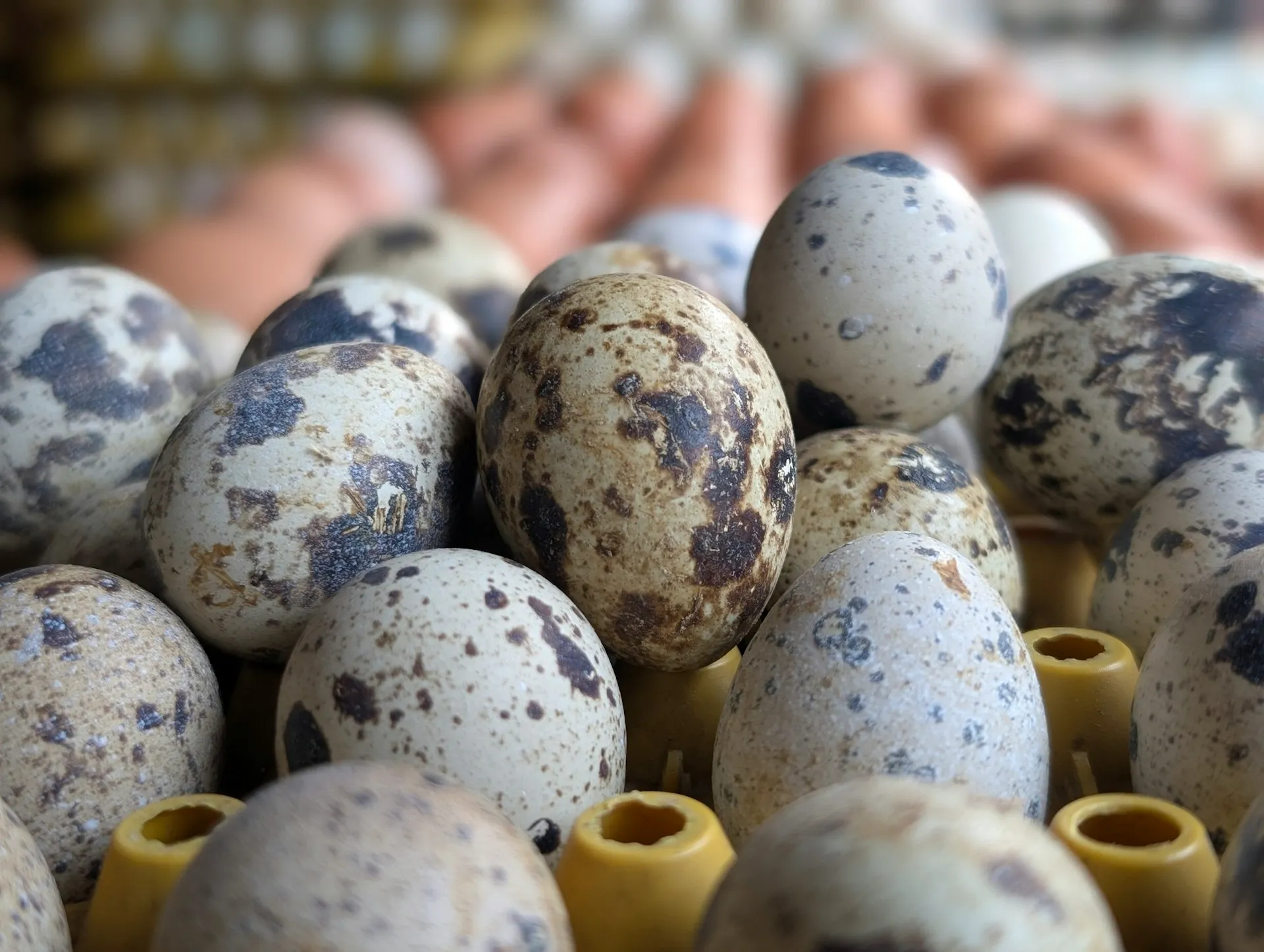 unsplash_fnkl2v-iVW4_quail eggs.jpg.jpg.jpg.webp