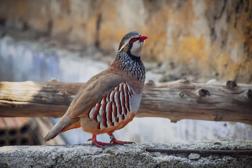 chukar 2.webp