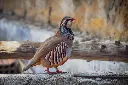 chukar 2.webp