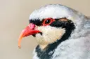 chukar 3.webp