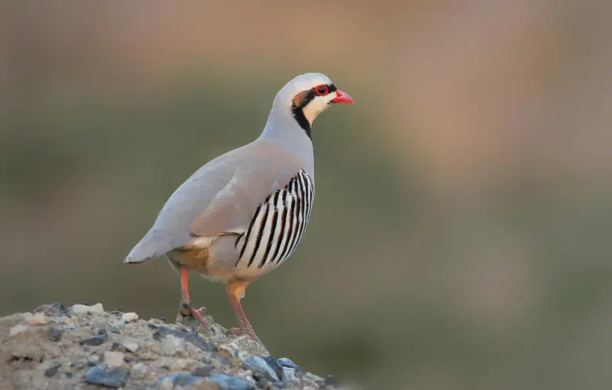 chukar 1.webp