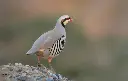 chukar 1.webp
