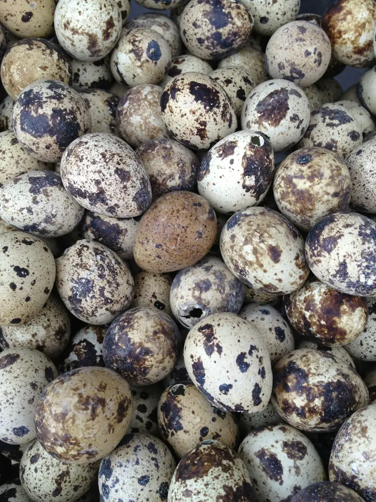 unsplash_ZBazAArAc5M_quail eggs.jpg.jpg.jpg.jpg.webp