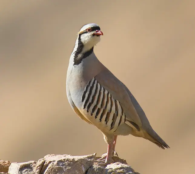 [CHU-LIVE-PAR] Chukar Partridge
