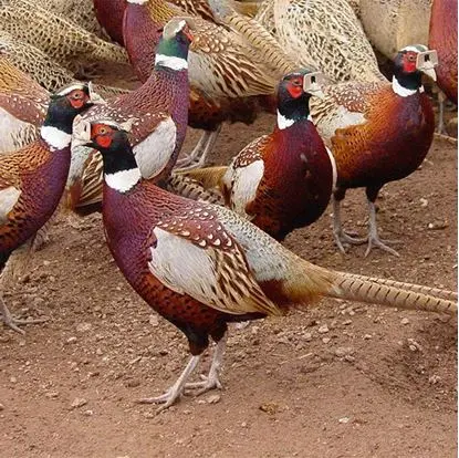 Ring Neck Pheasant