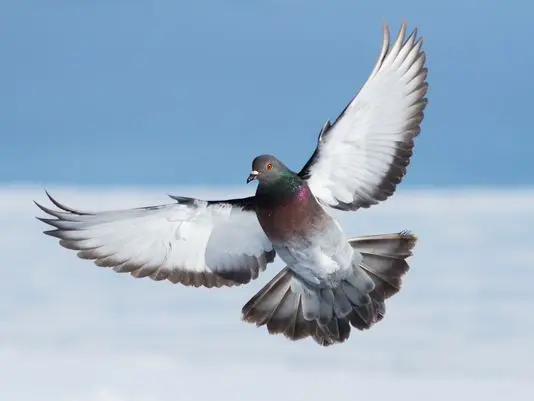 Commoners (Training Pigeons)