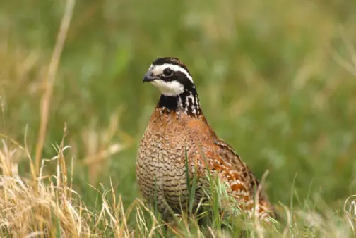Bobwhite Quail (Straight Run Adult)