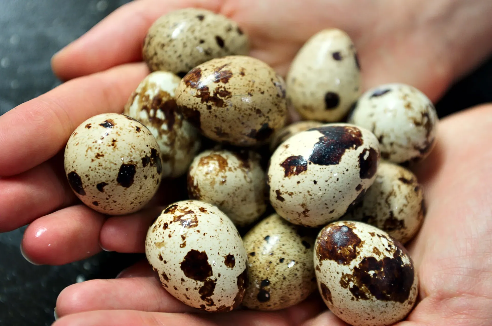 Hatching Eggs - Jumbo Brown Coturnix Quail (12 Eggs)