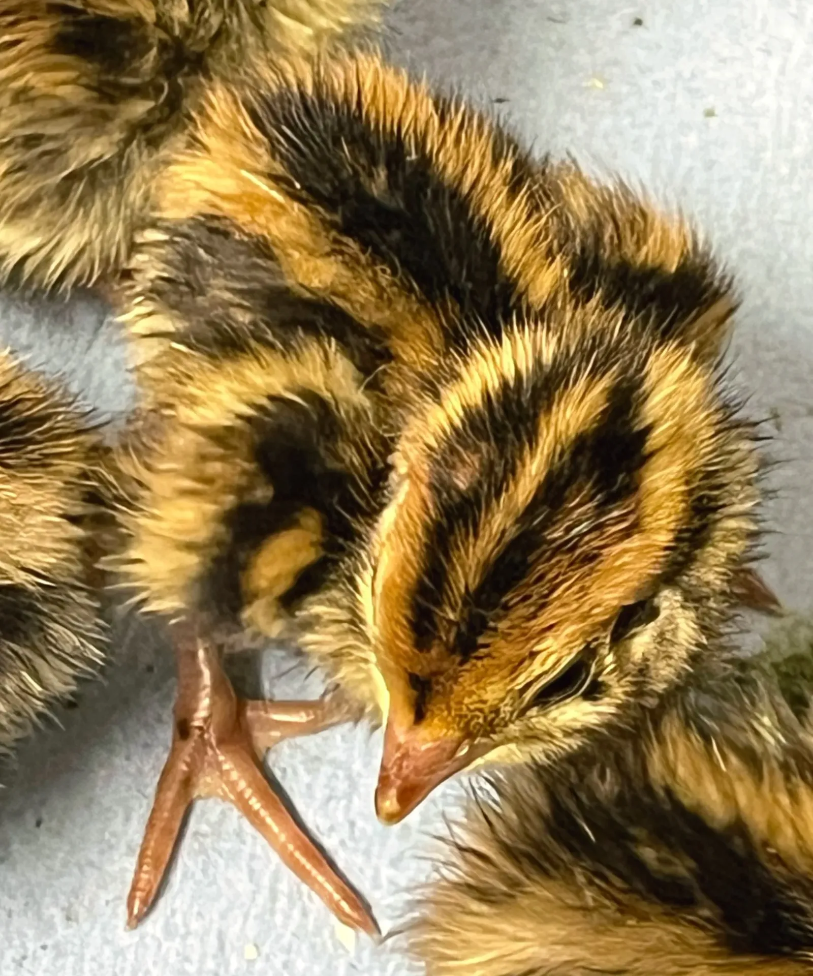 Jumbo Brown Pharaoh Coturnix Quail Chicks