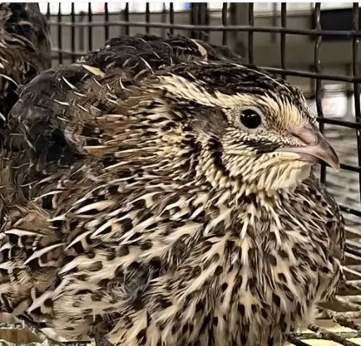 Jumbo Brown Pharaoh Coturnix Quail